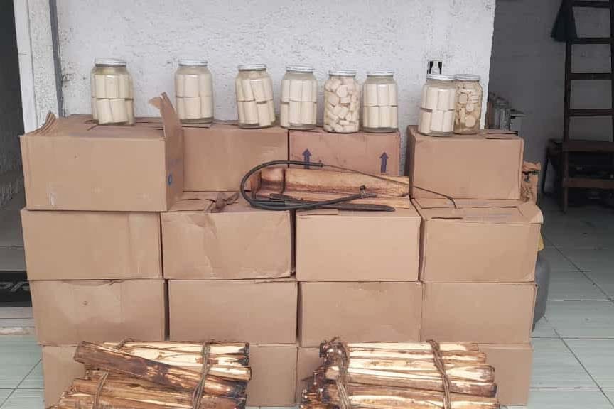 Mais de 300 quilos de palmito industrializados clandestinamente são apreendidos na região de Curitiba