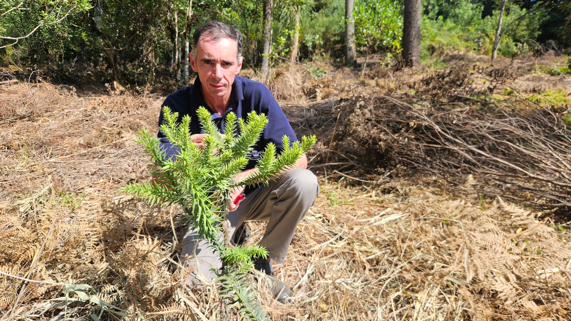Pesquisadores clonam pinheiro de 700 anos que pode ajudar a entender como era o Paraná antes de Cabral