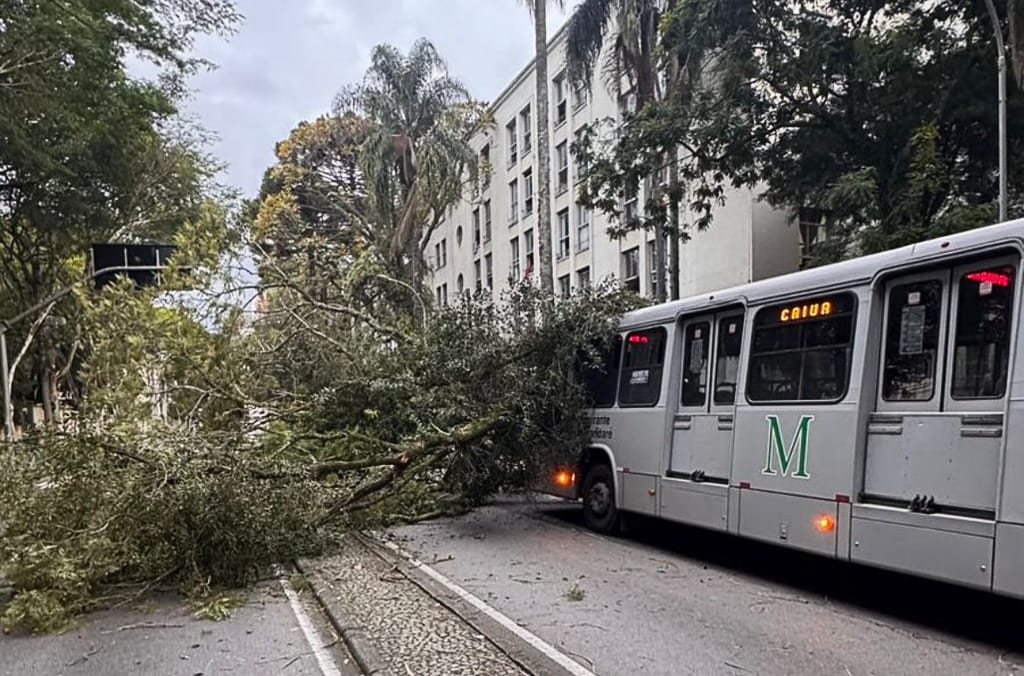 Árvore cai em cima de ligeirinho no centro de Curitiba