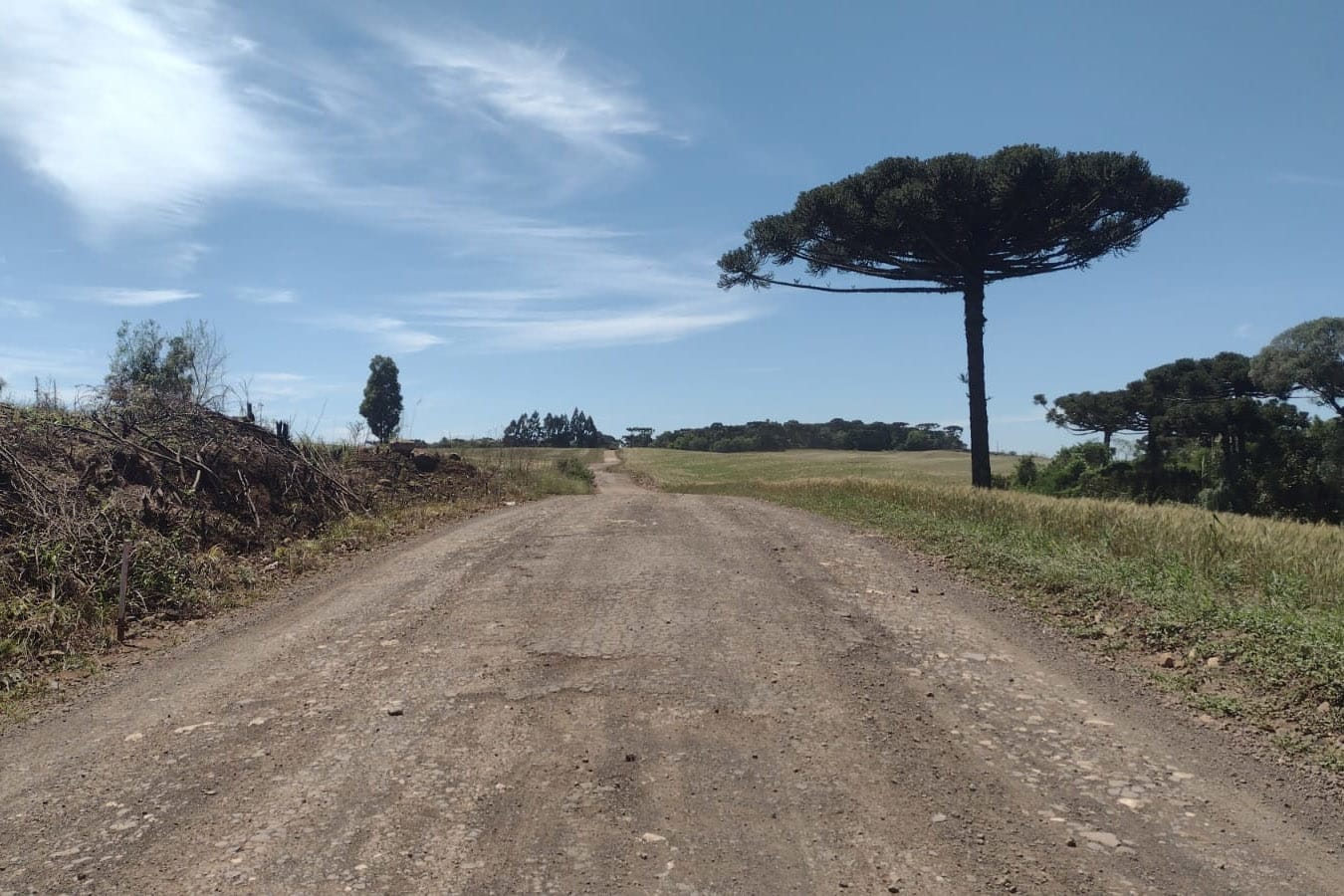 araucária