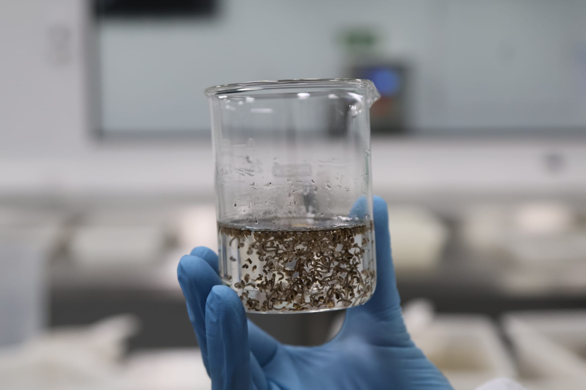 mão com luva azul segurando pode com larvas de mosquito
