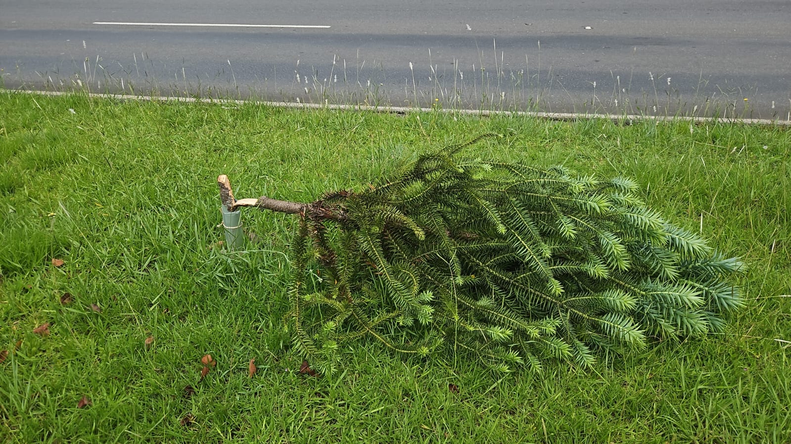 Ato de vandalismo elimina mais de 80 árvores plantadas por coletivo em Curitiba