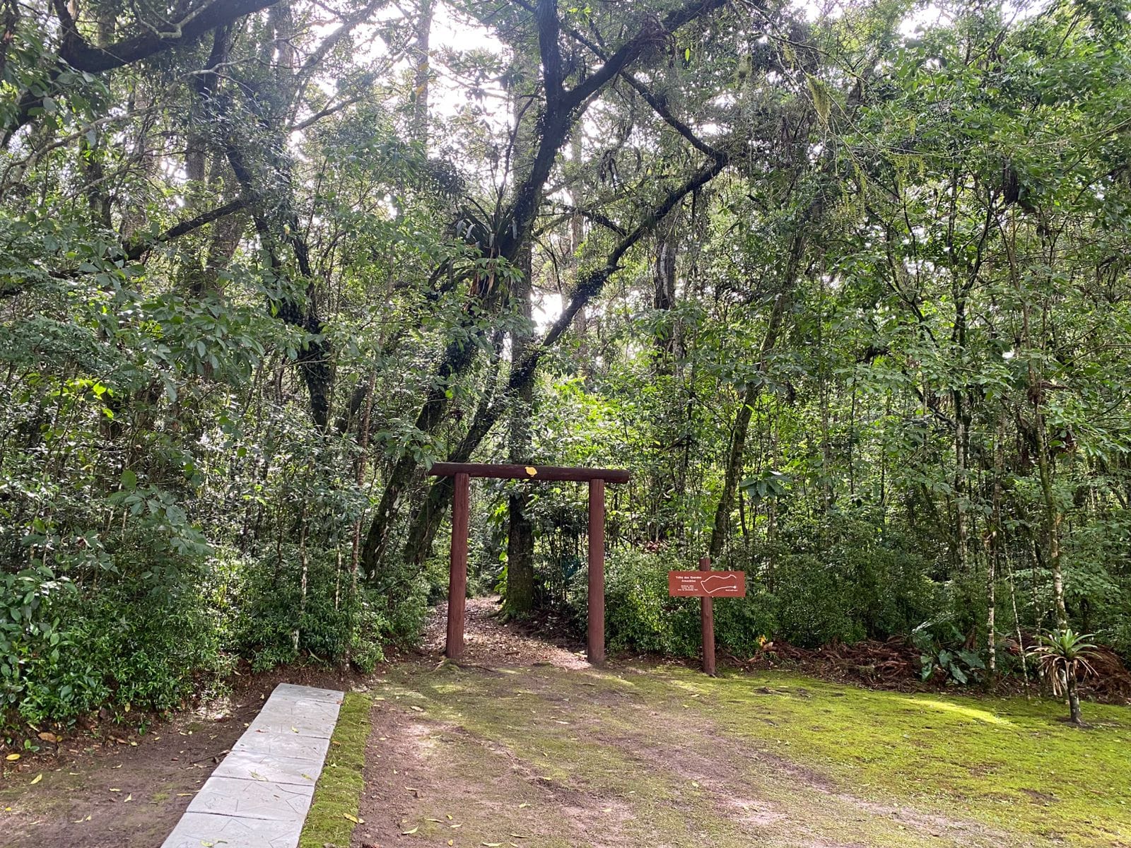 Mata do Uru: um pedaço intocado de Floresta de Araucária no Paraná