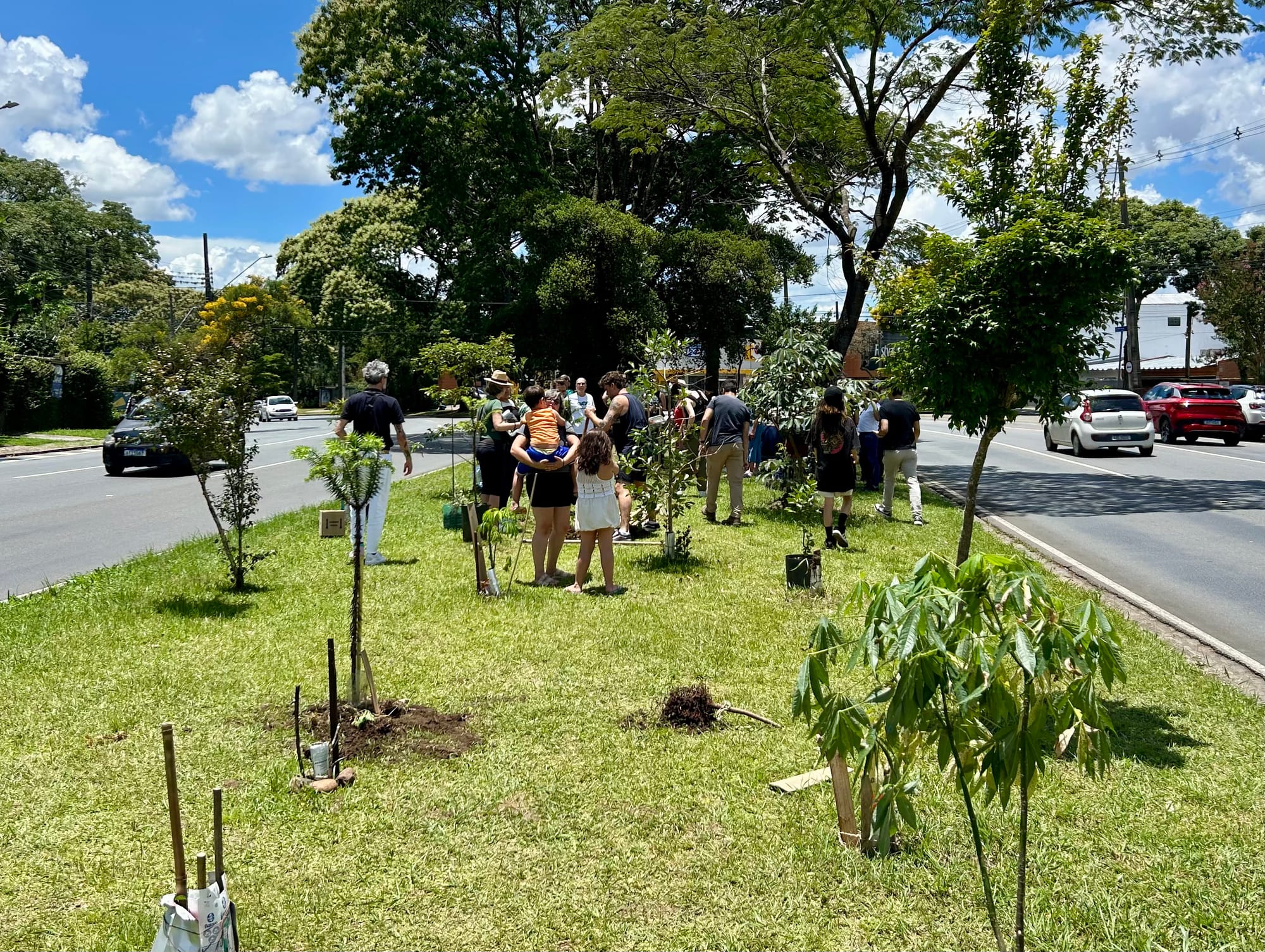 Coletivo realiza replantio de mudas que foram arrancadas em Curitiba