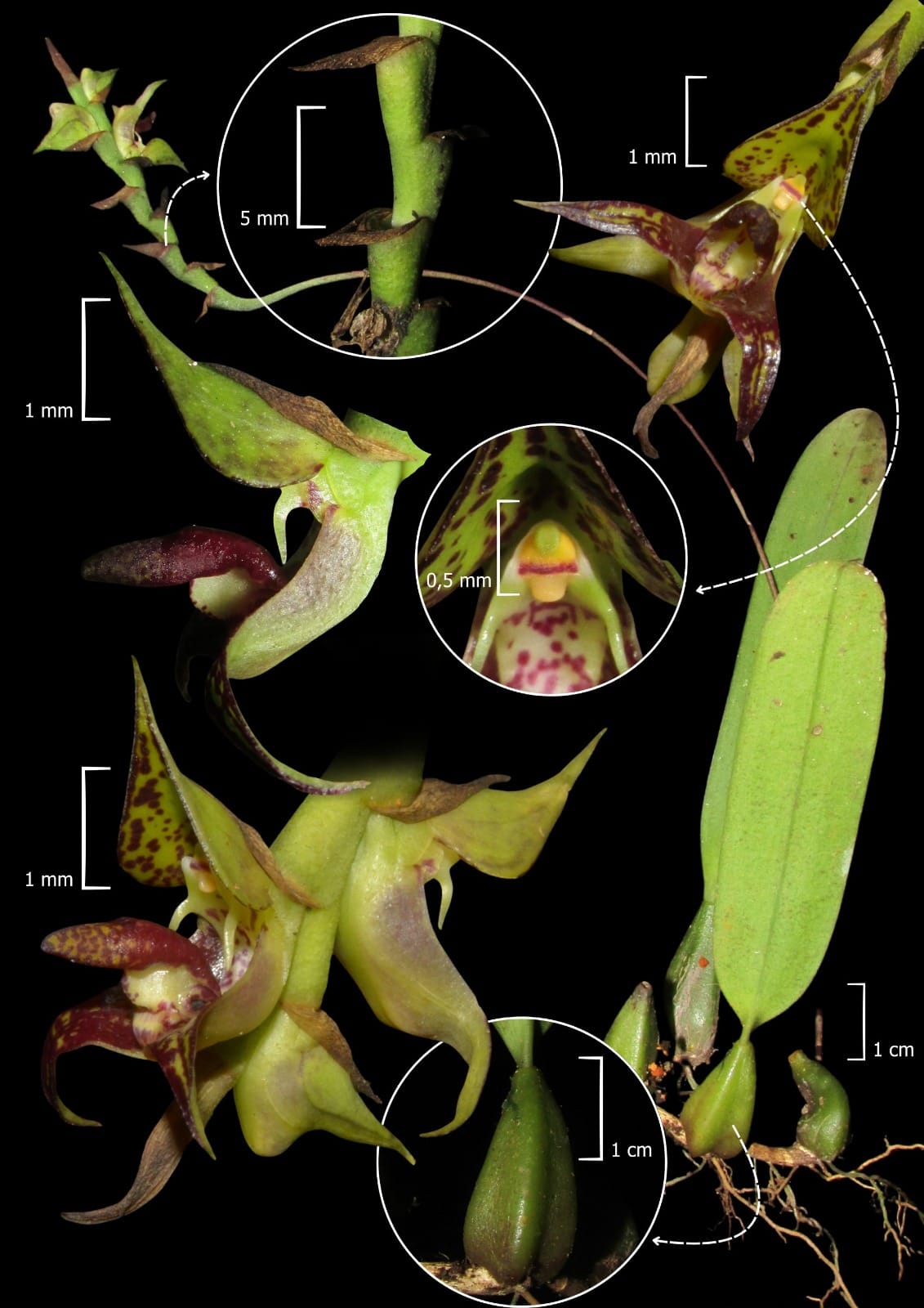 Orquídea rara da Mata Atlântica é registrada pela primeira vez no litoral do Paraná