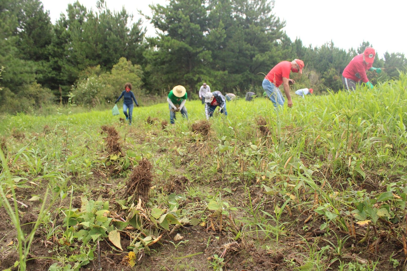 agricultores trabalhando