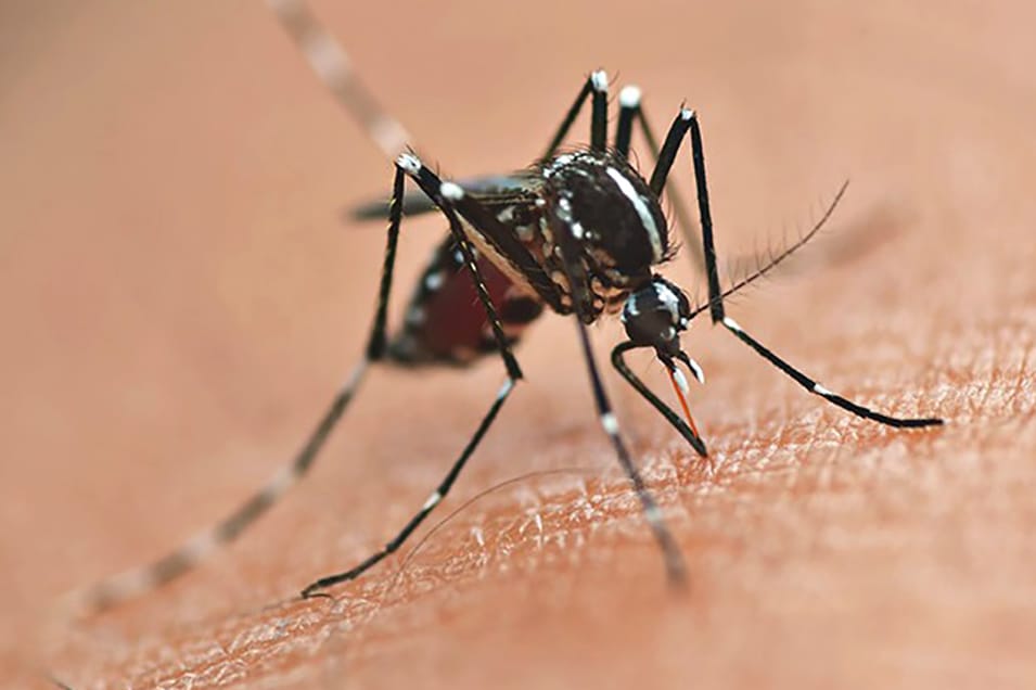 Dengue recua no Paraná após pico em 2024, mas alerta segue em 2026
