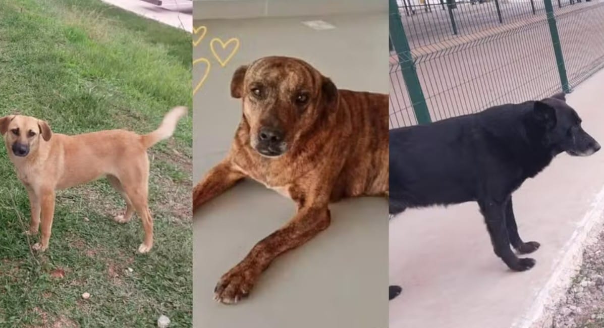 cachorros
