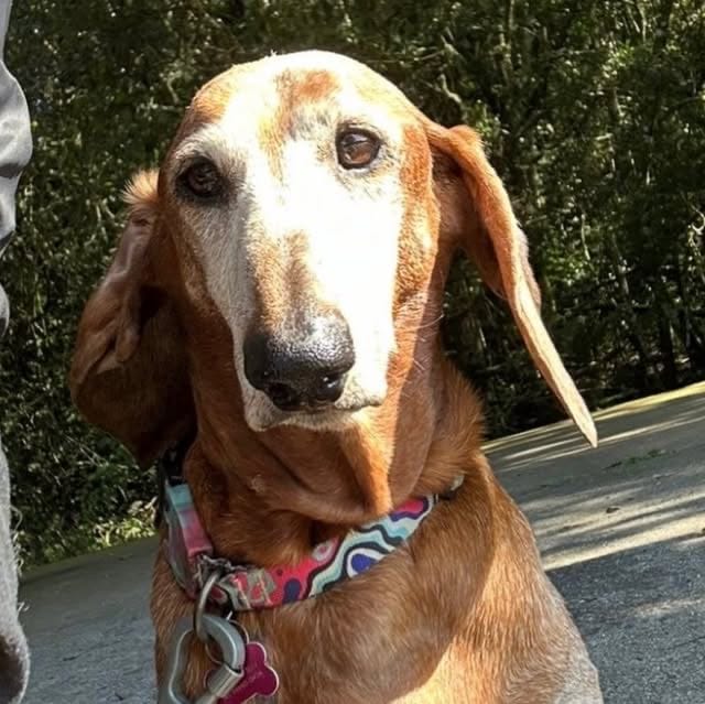 Lei aprovada em Curitiba muda regras para condução de cães em espaços públicos. Veja como fica