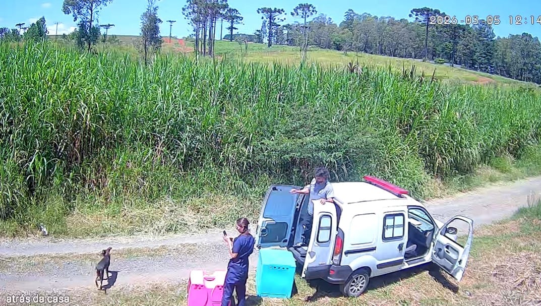ambulance and dogs next to it