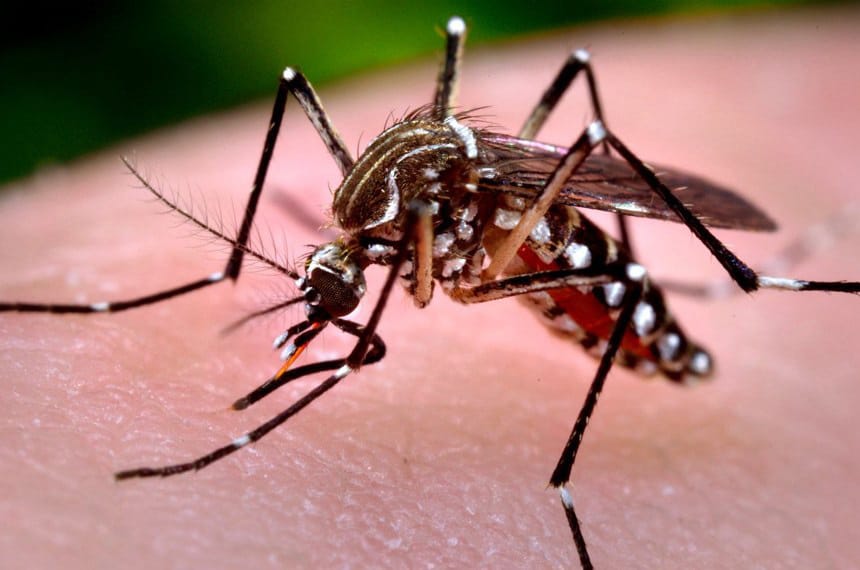 Fábrica de mosquitos não é responsável por infestação de insetos em Curitiba