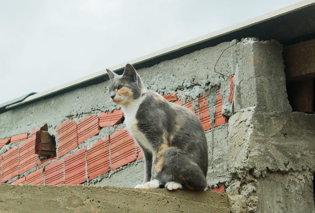 gato