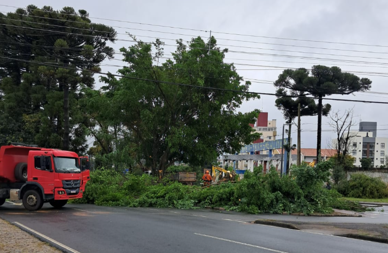 Coletivo com 74 entidades cobra prefeitura de Curitiba sobre corte de árvores na Arthur Bernardes