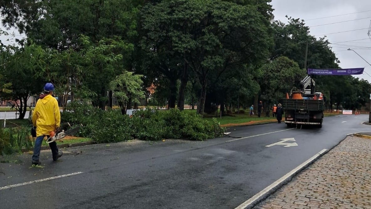 Prefeitura inicia corte de árvores na Avenida Arthur Bernardes