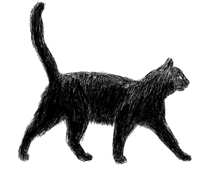 O gato