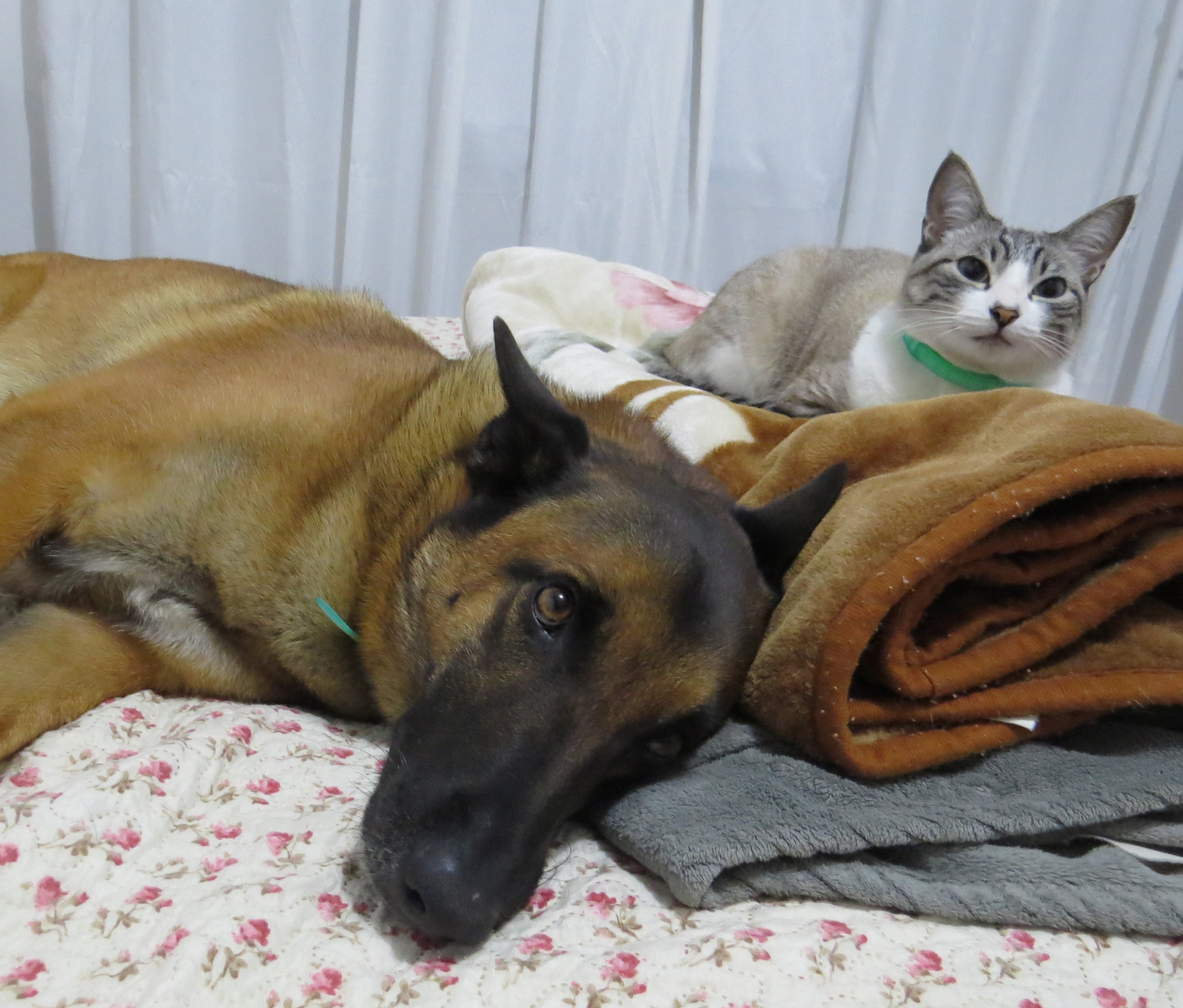 Cães e gatos de Curitiba serão testados para Covid-19