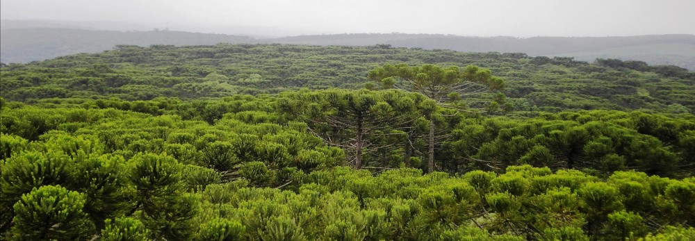 Derrubada de 204 mil árvores no PR pode ser suspensa