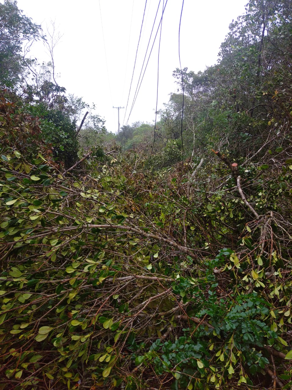 Poda “fora dos padrões” deixa Ilha do Mel sem internet e telefone
