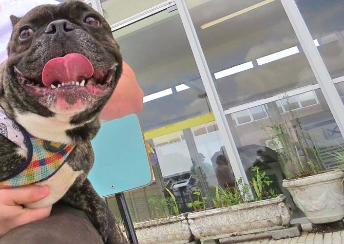 Curitiba registra primeiros casos de Covid-19 em cães