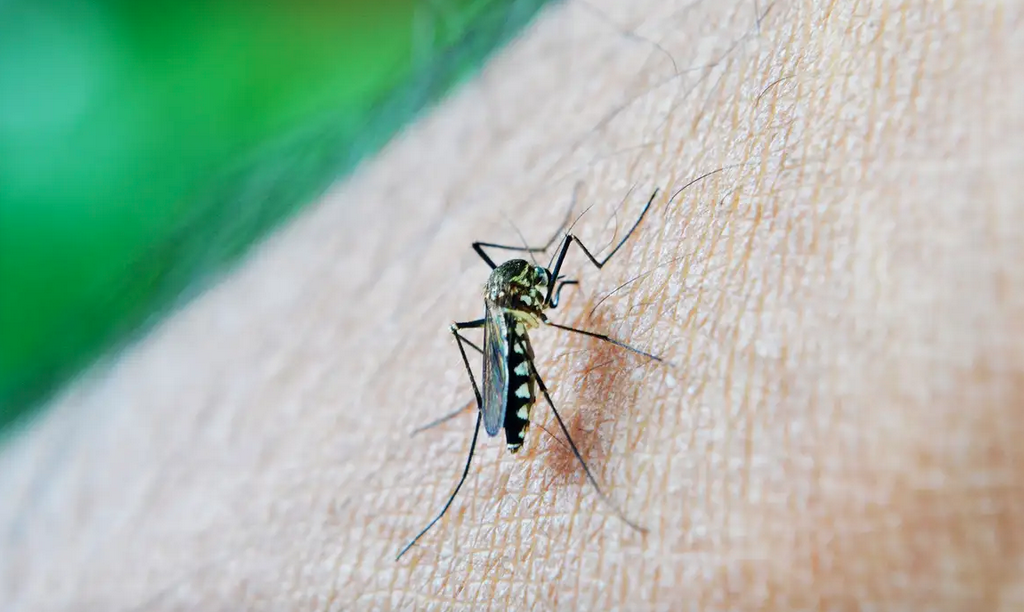 Brasil ultrapassa meio milhão de casos prováveis de dengue
