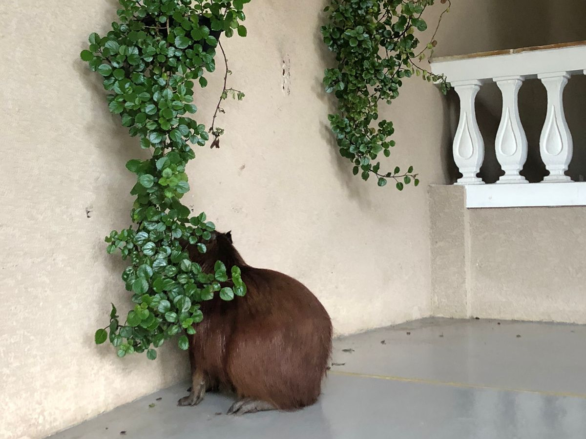Capivara vira "moradora" de condomínio de Curitiba por um dia
