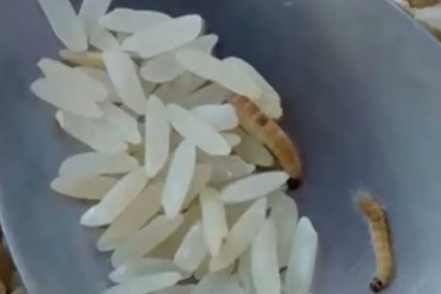 Alunos de escola estadual recebem comida com larvas em Bocaiúva do Sul