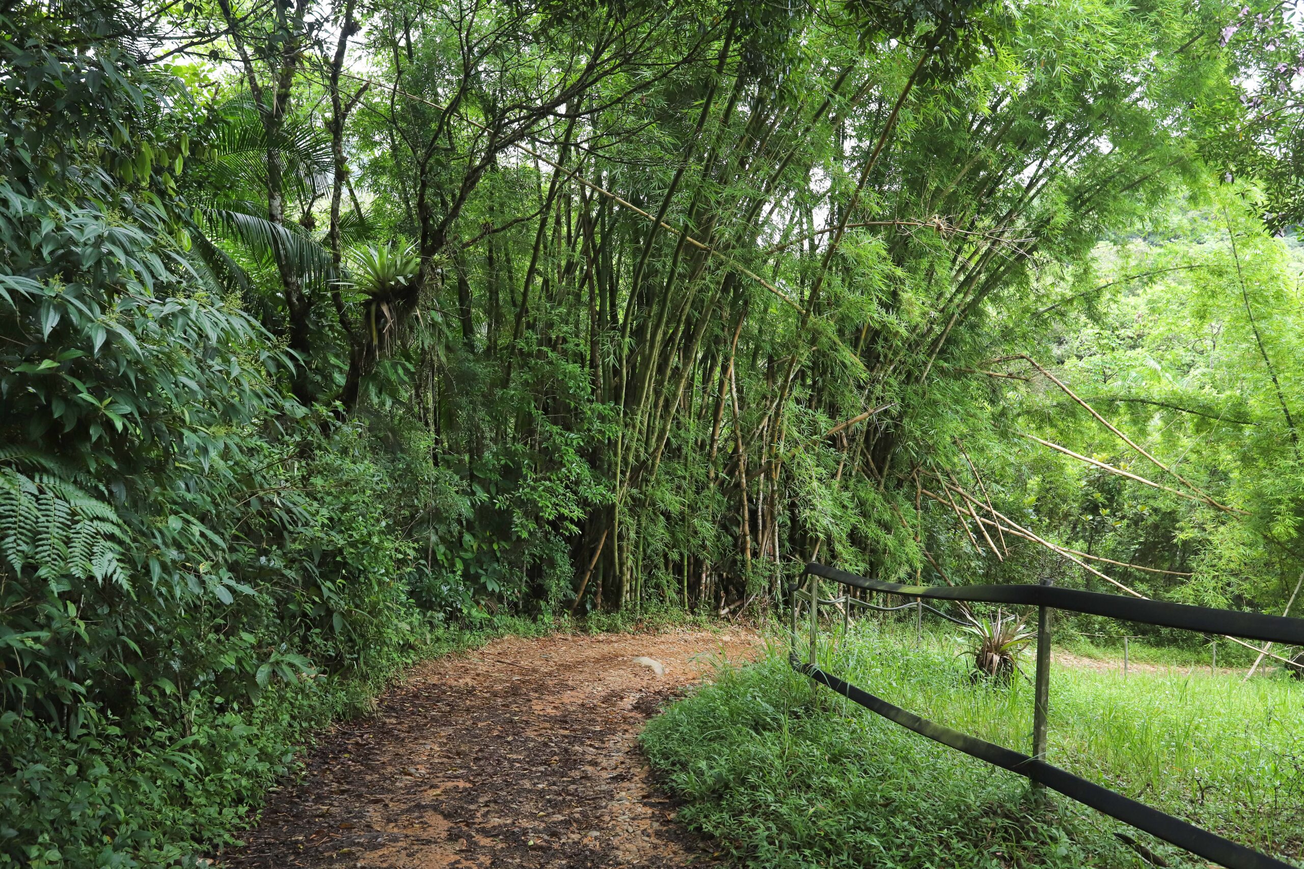 Gaema apura denúncia sobre danos ambientais no Marumbi e no Pico Paraná