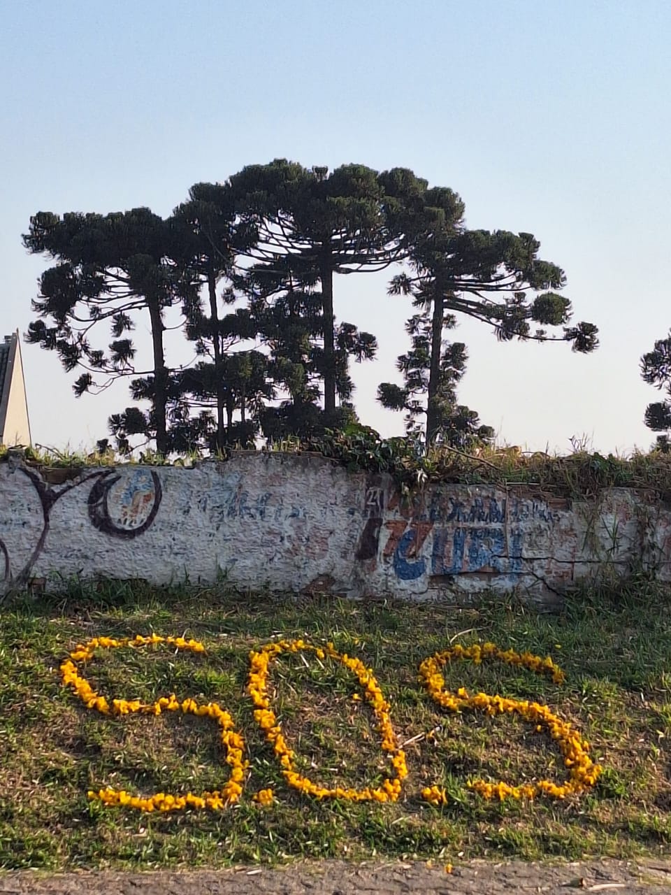 Manifestantes usam flores para tentar salvar árvores na Arthur Bernardes