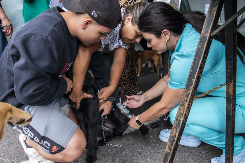 Prefeitura de Curitiba abre mais 4.600 vagas para castração gratuita de cães e gatos